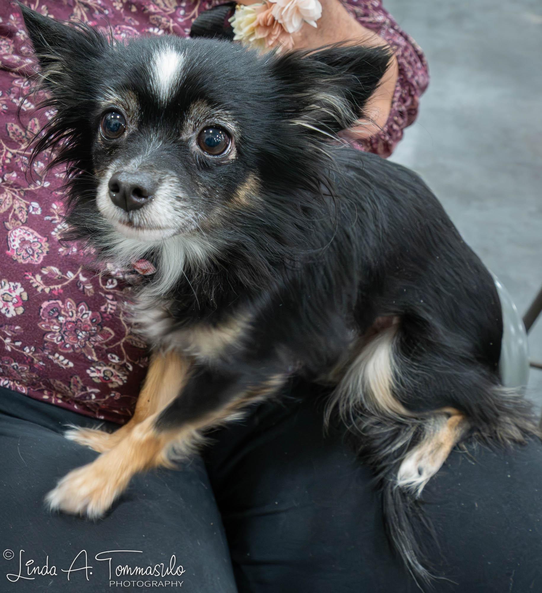 Leila, an adoption pending mixed breed in Albany, NY image 5/6