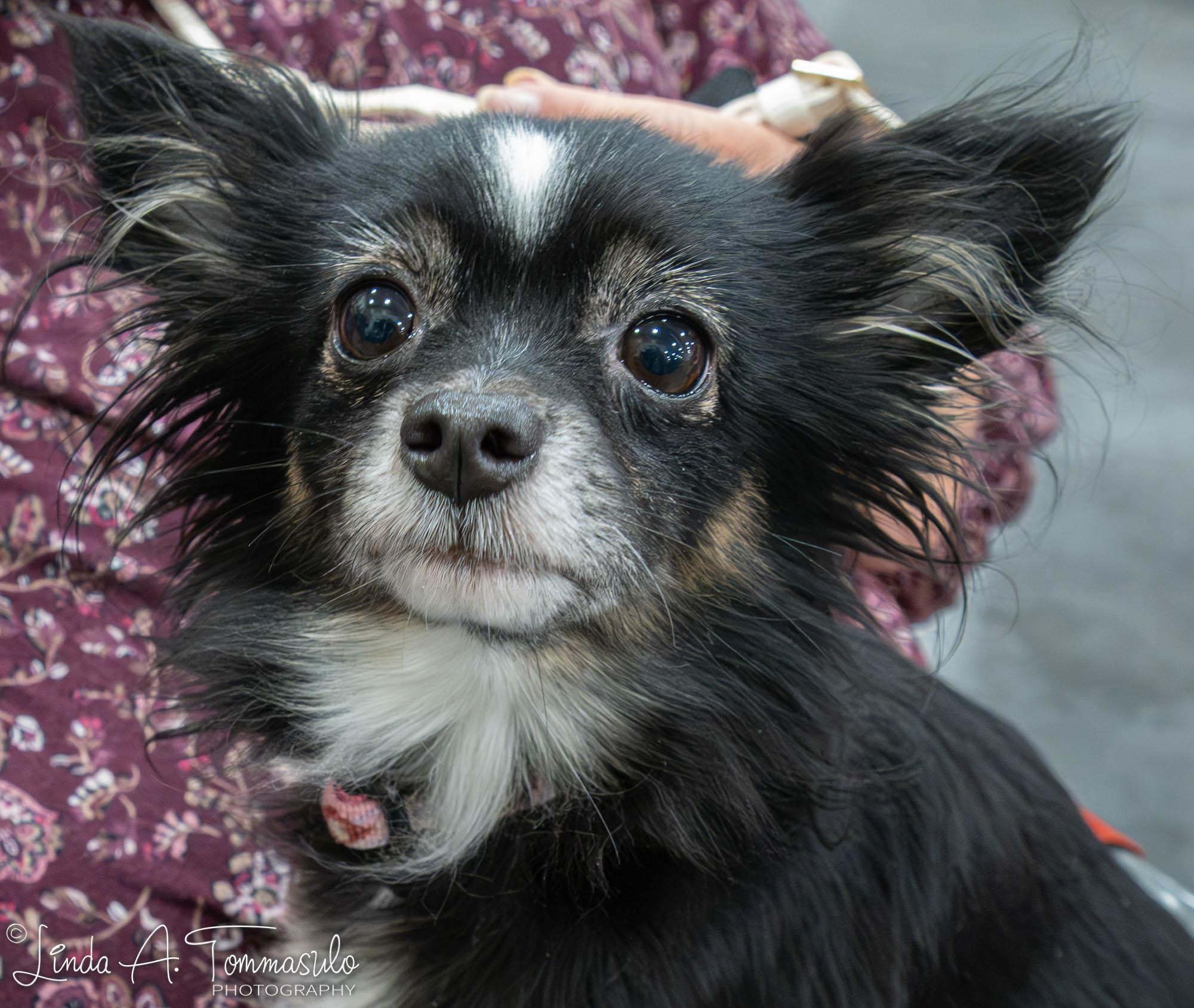 Leila, an adoption pending mixed breed in Albany, NY image 6/6