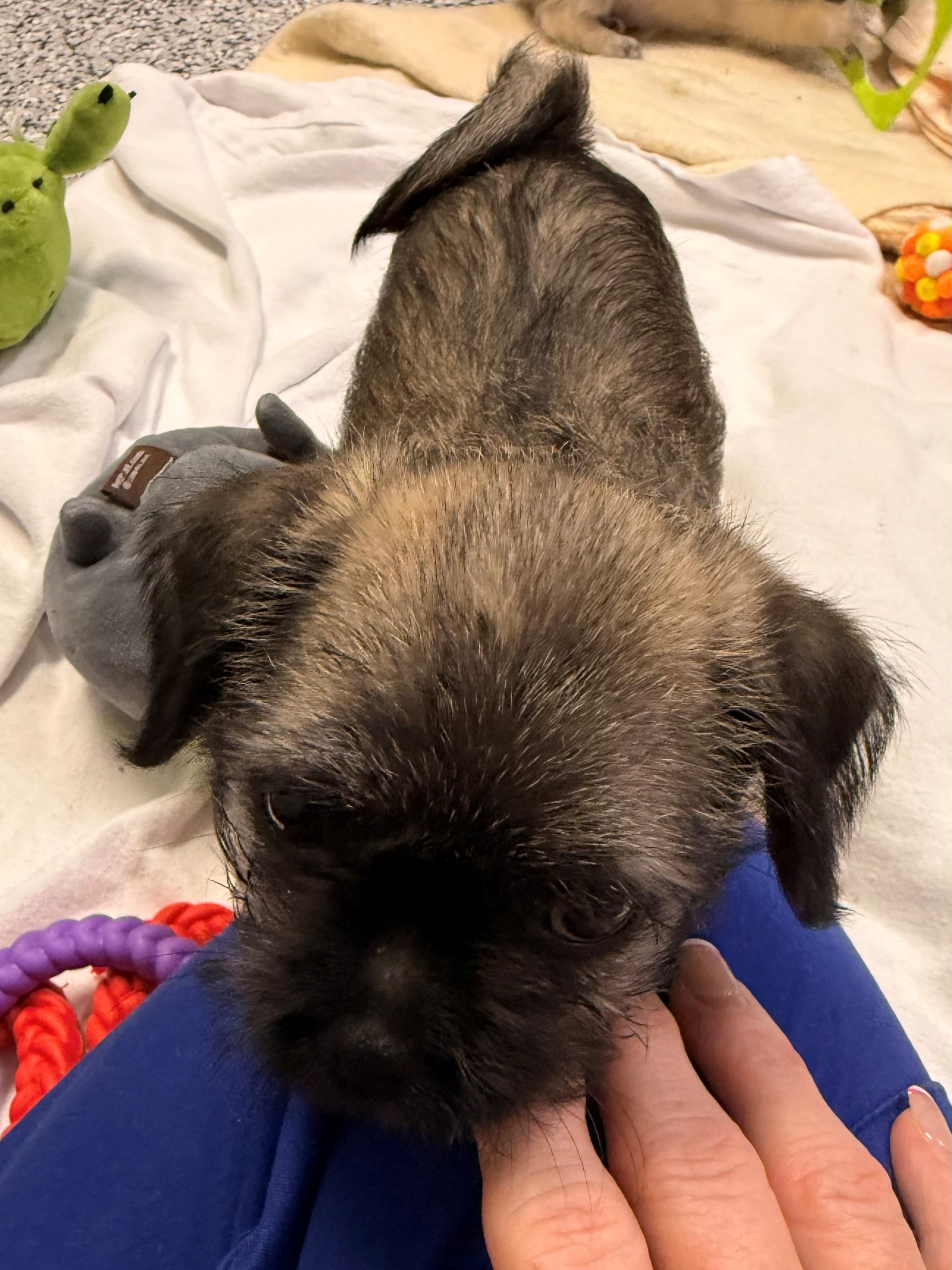 Enlarge Angelica, an adopted mixed breed in Allegan, MI image 1/1