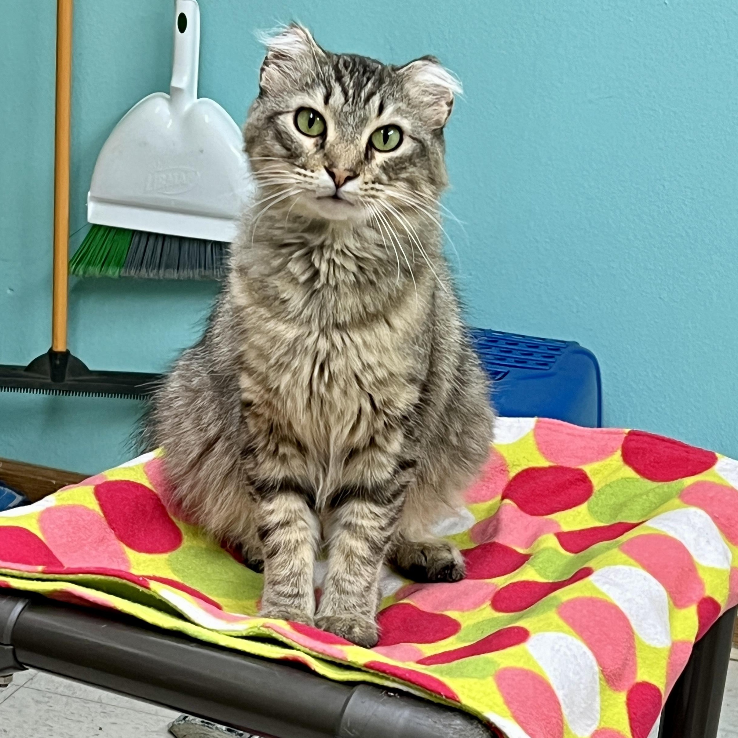 Donatello, Adoptable, Adult Male Domestic Medium Hair.