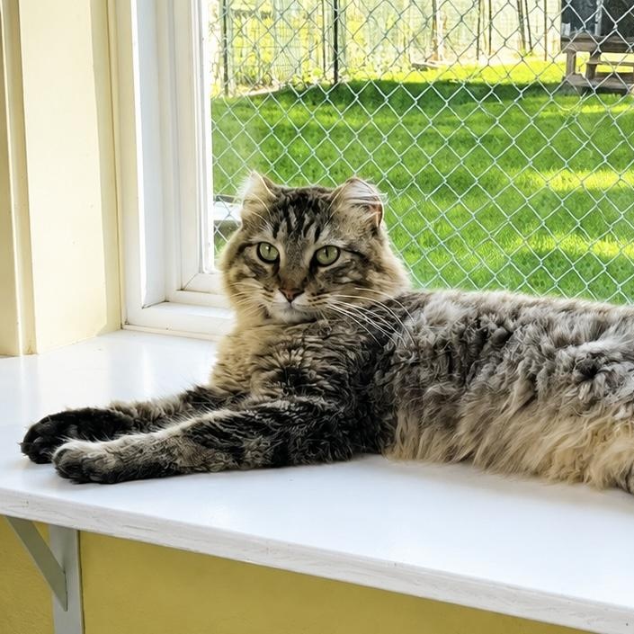 Enlarge Donatello, a Adoptable Domestic Medium Hair in Jamestown, ND image 2/3