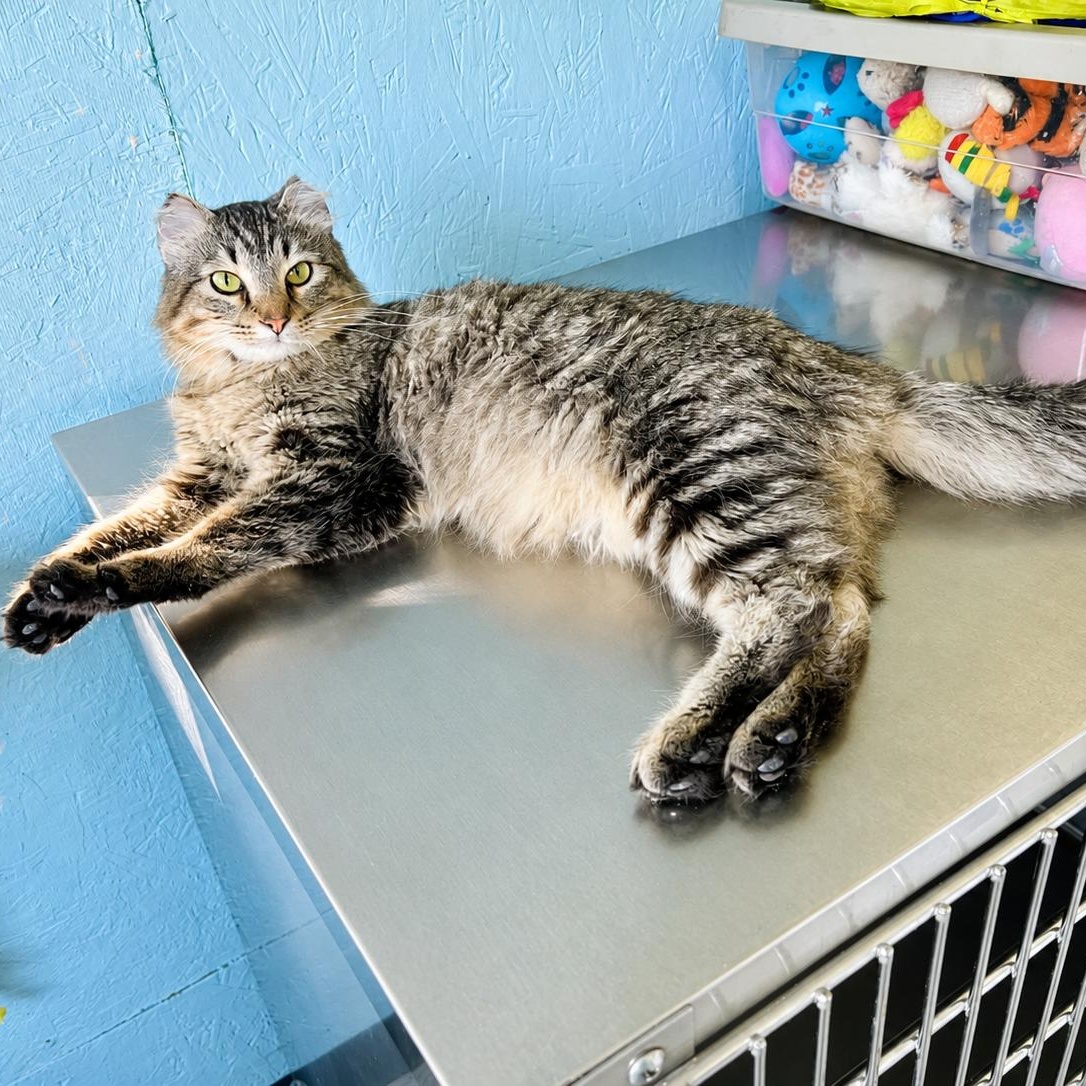 Enlarge Donatello, a Adoptable Domestic Medium Hair in Jamestown, ND image 3/3