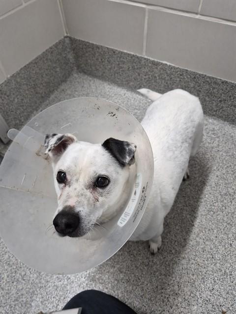 IRA, Adoptable, Adult Male Parson Russell Terrier & Mixed Breed.