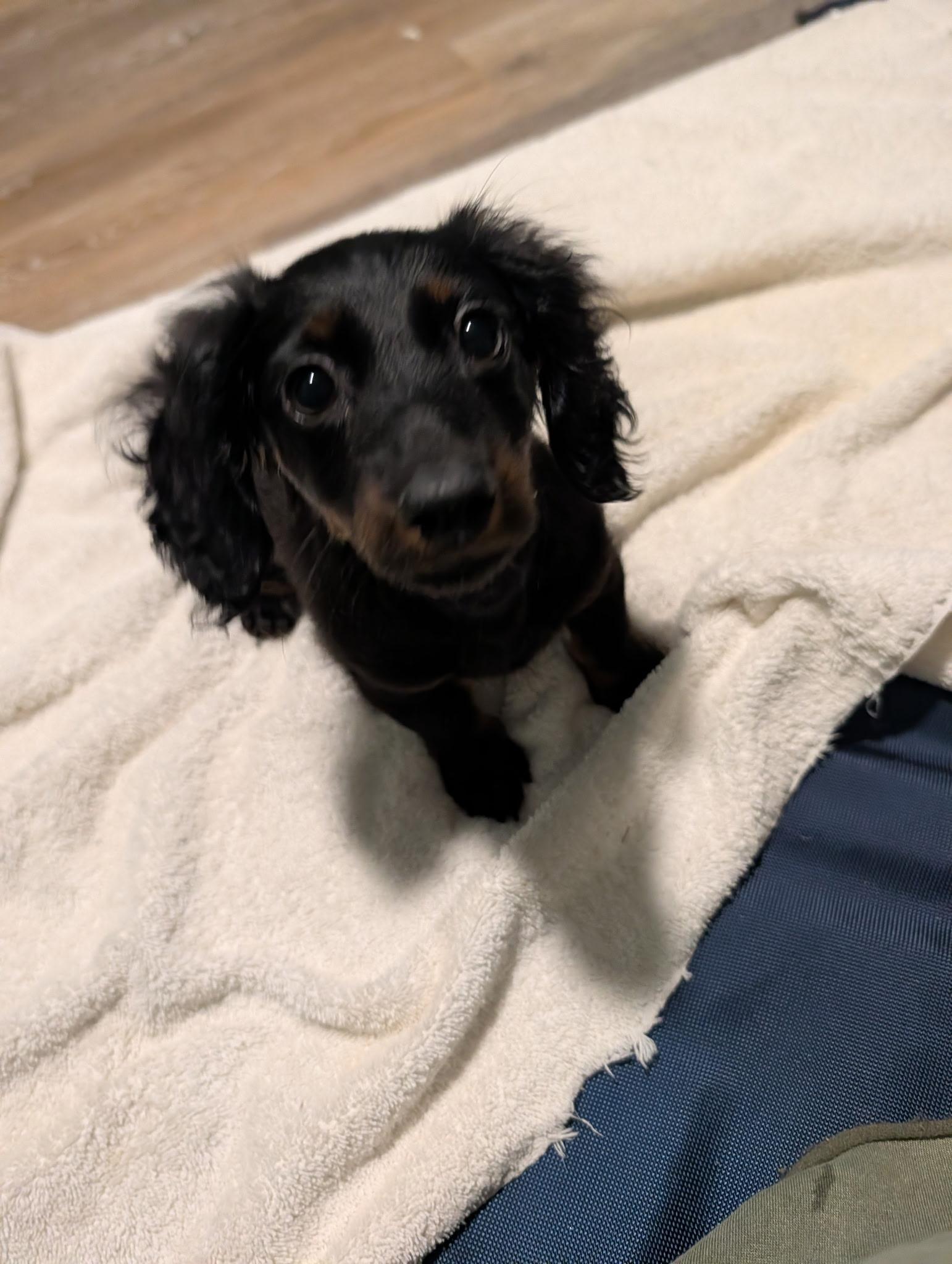 Haley, Adopted, Puppy Female Dachshund.