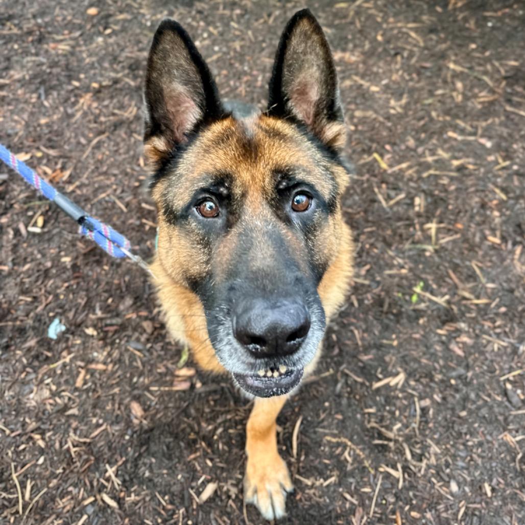 Enlarge Jack, a Adoptable German Shepherd Dog in East Hampton, NY image 1/6