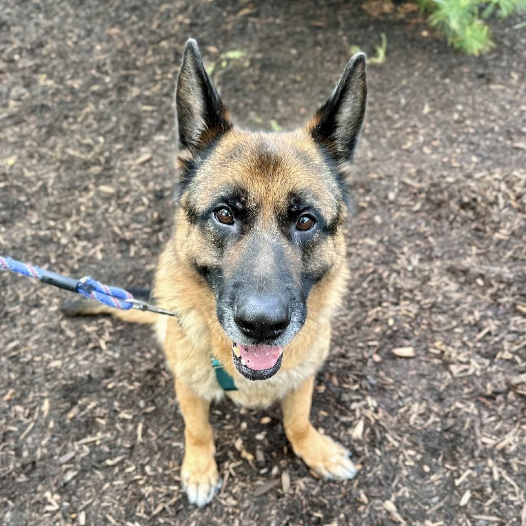 Enlarge Jack, a Adoptable German Shepherd Dog in East Hampton, NY image 2/6