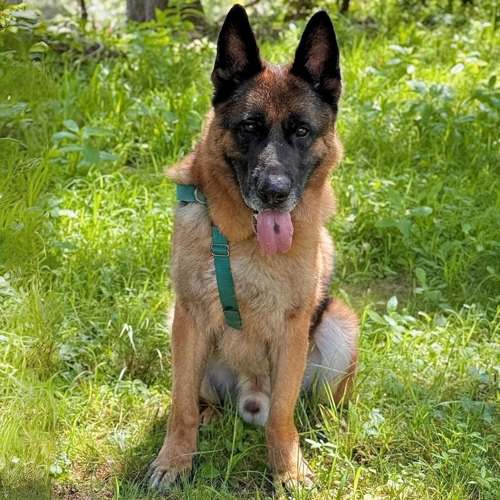 Enlarge Jack, a Adoptable German Shepherd Dog in East Hampton, NY image 3/6