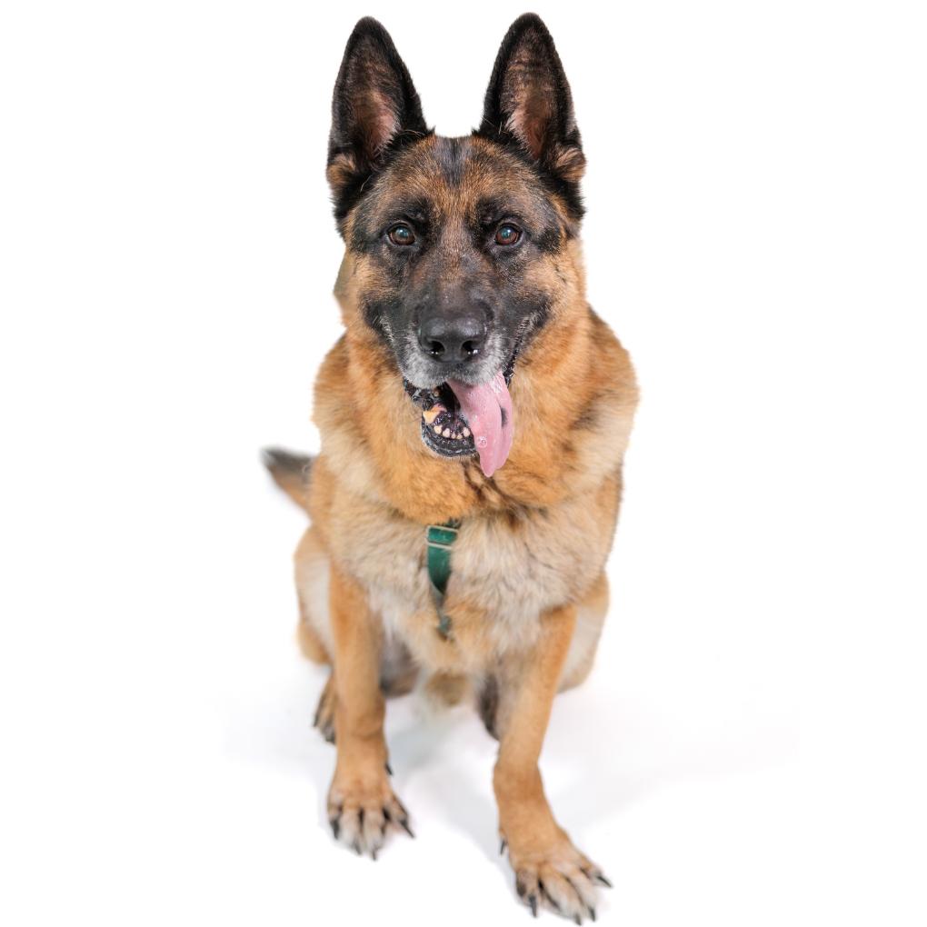 Enlarge Jack, a Adoptable German Shepherd Dog in East Hampton, NY image 3/6
