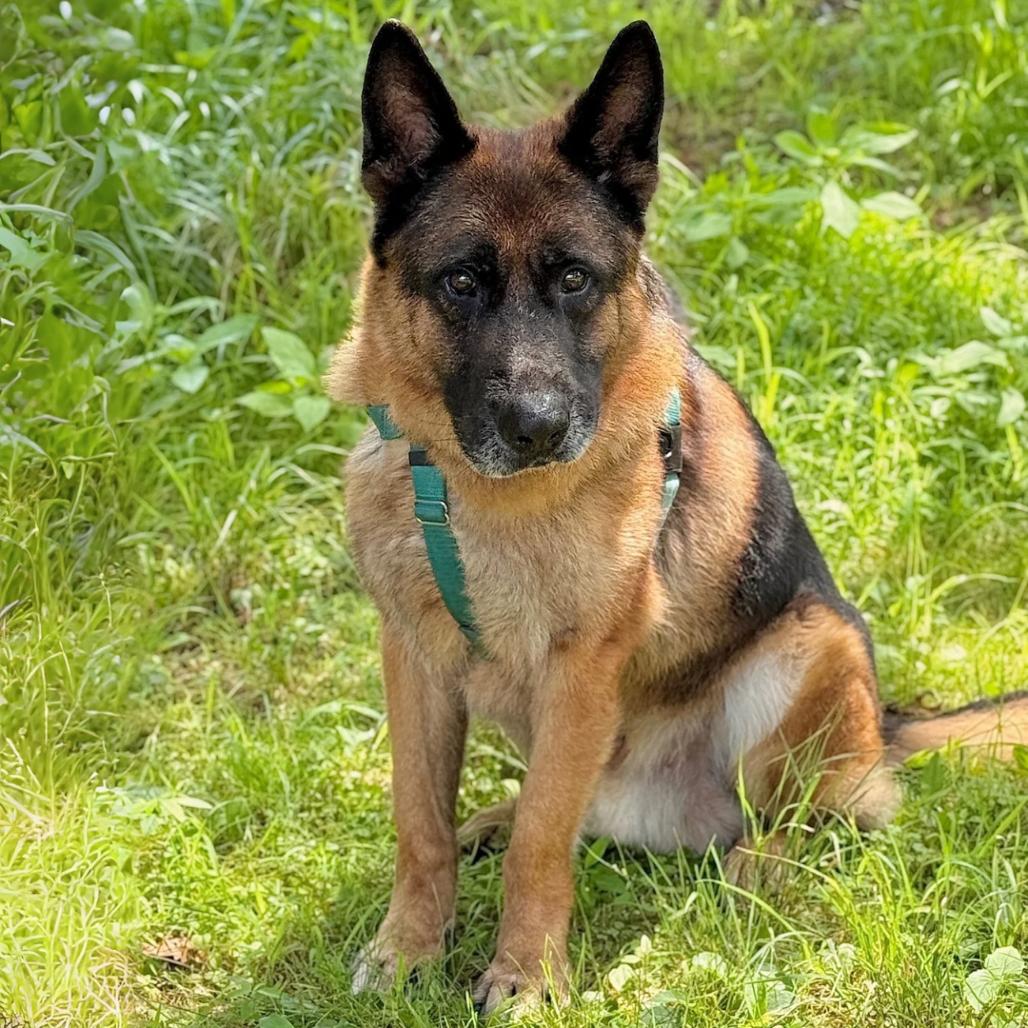 Enlarge Jack, a Adoptable German Shepherd Dog in East Hampton, NY image 4/6