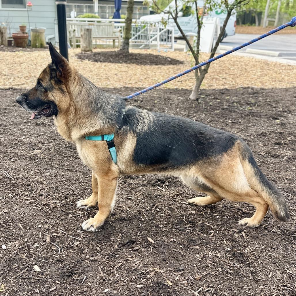 Enlarge Jack, a Adoptable German Shepherd Dog in East Hampton, NY image 5/6