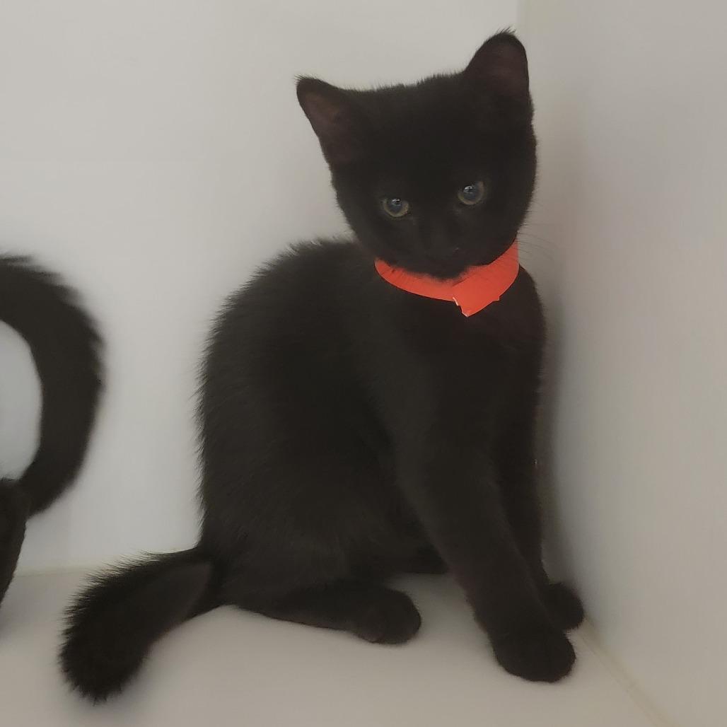 Enlarge Lima Bean, a Adoptable Domestic Short Hair in Phoenix, AZ image 1/2