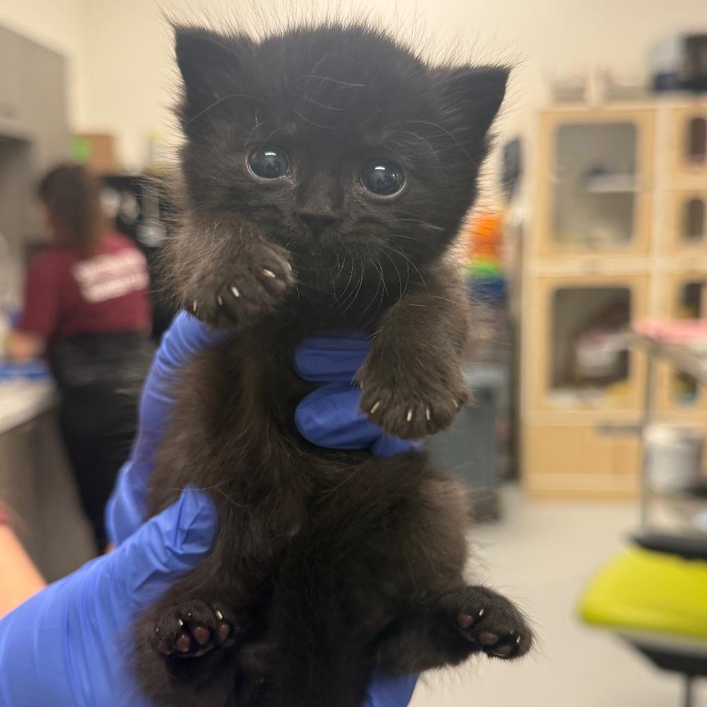Enlarge Lima Bean, a Adoptable Domestic Short Hair in Phoenix, AZ image 2/2