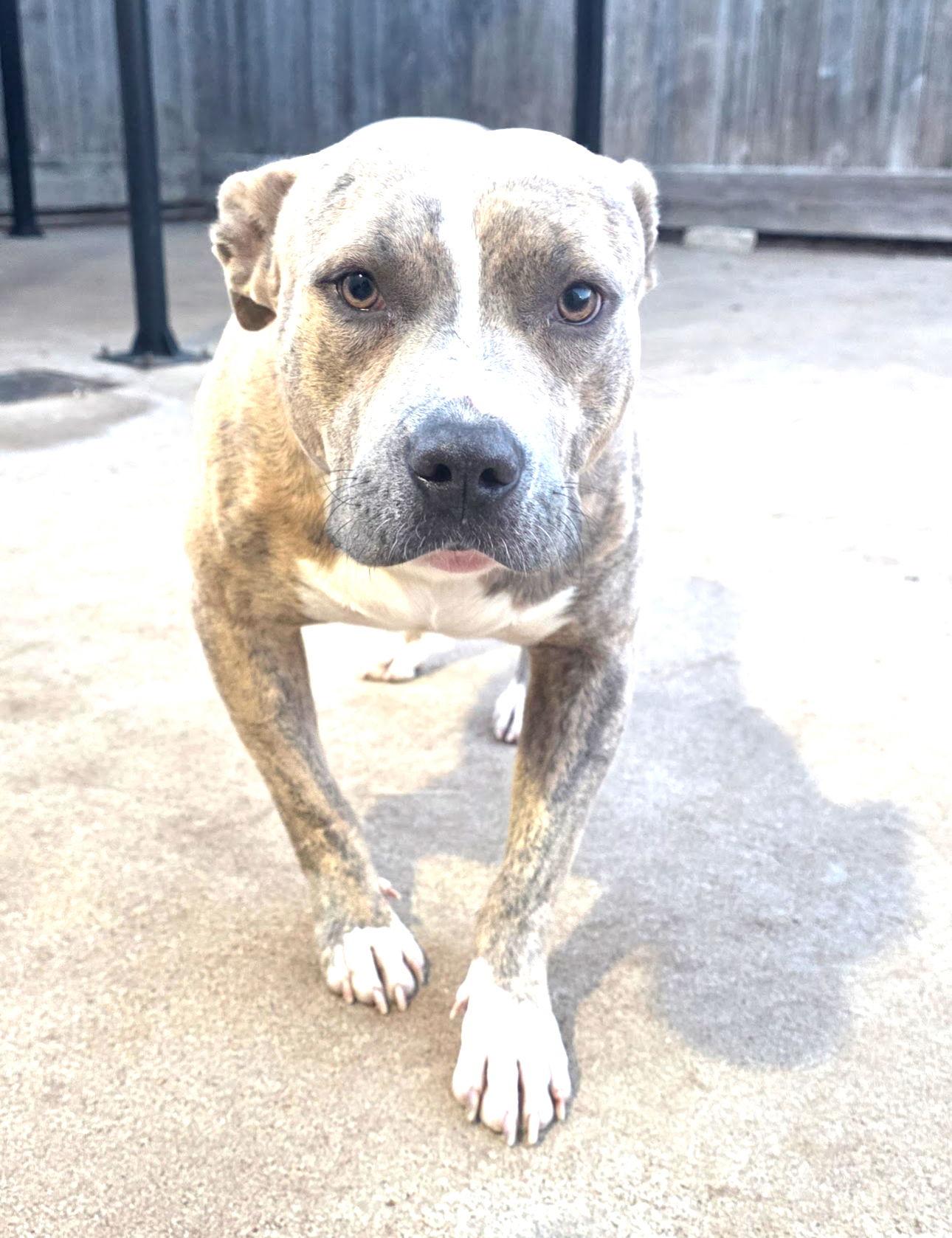 Gatsby, Adopted, Adult Male Pit Bull Terrier & Pointer.