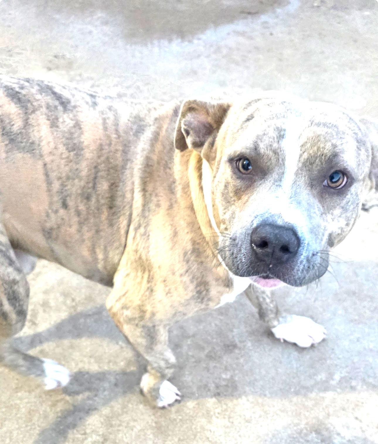 Gatsby, Adopted, Adult Male Pit Bull Terrier & Pointer.