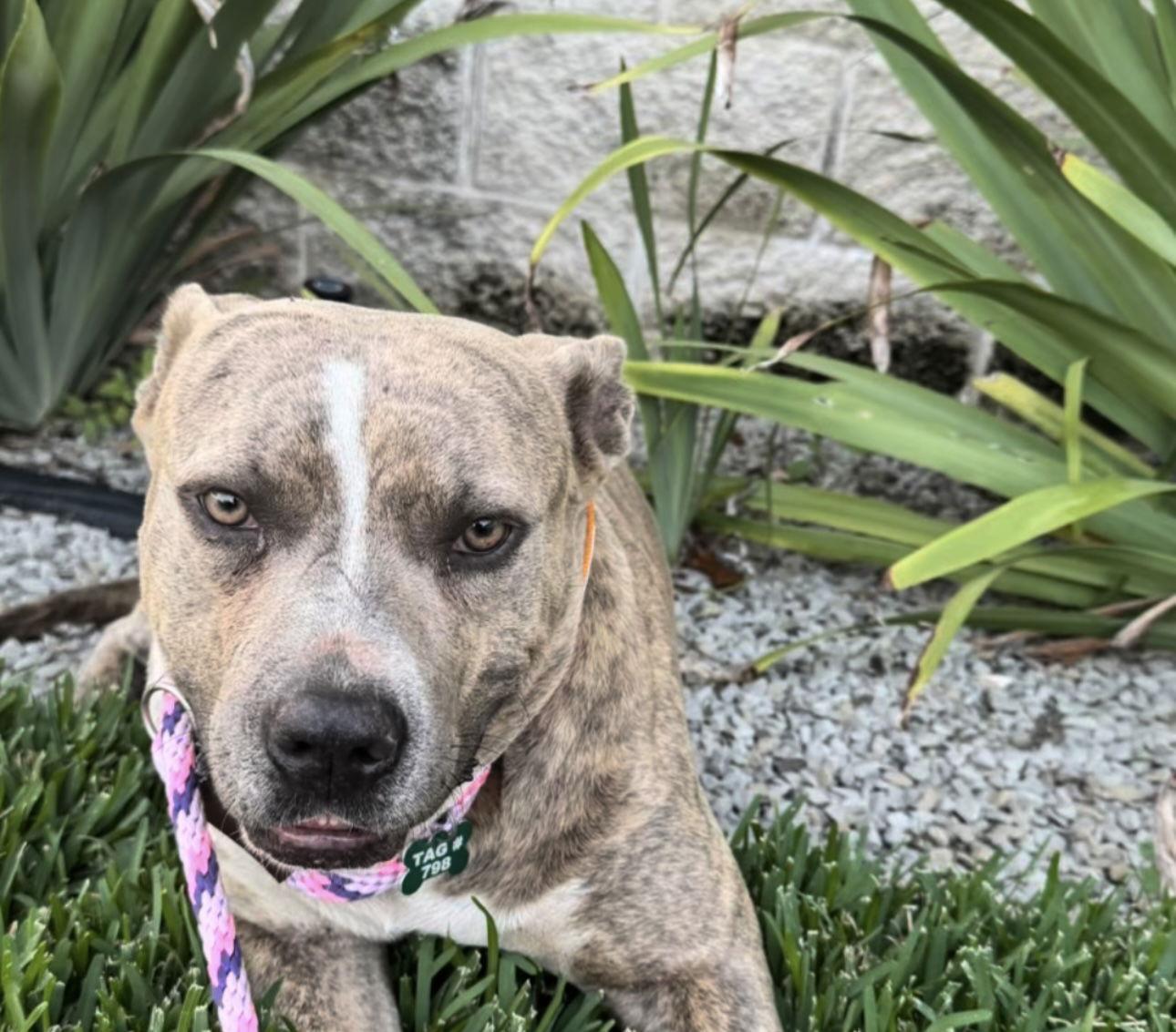 Enlarge Gatsby, a Adopted mixed breed in Houston, TX image 3/3