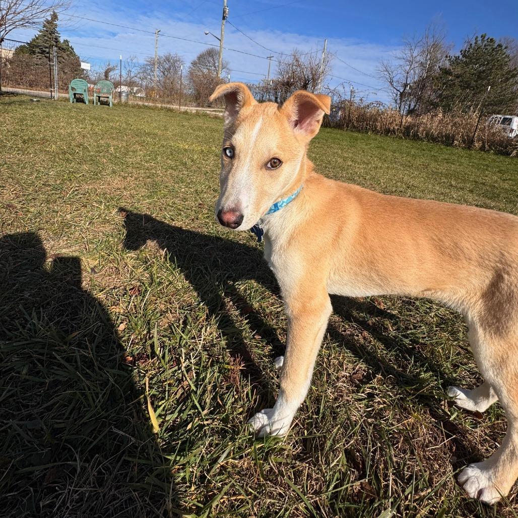 Malone, a Adoptable Mixed Breed in Rossville, GA image 1/6