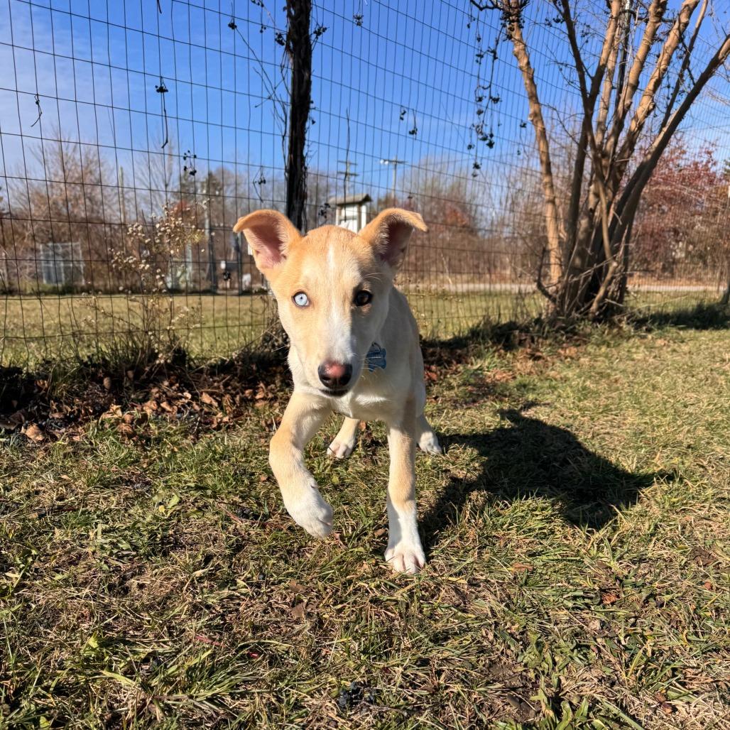 Malone, a Adoptable Mixed Breed in Rossville, GA image 2/6