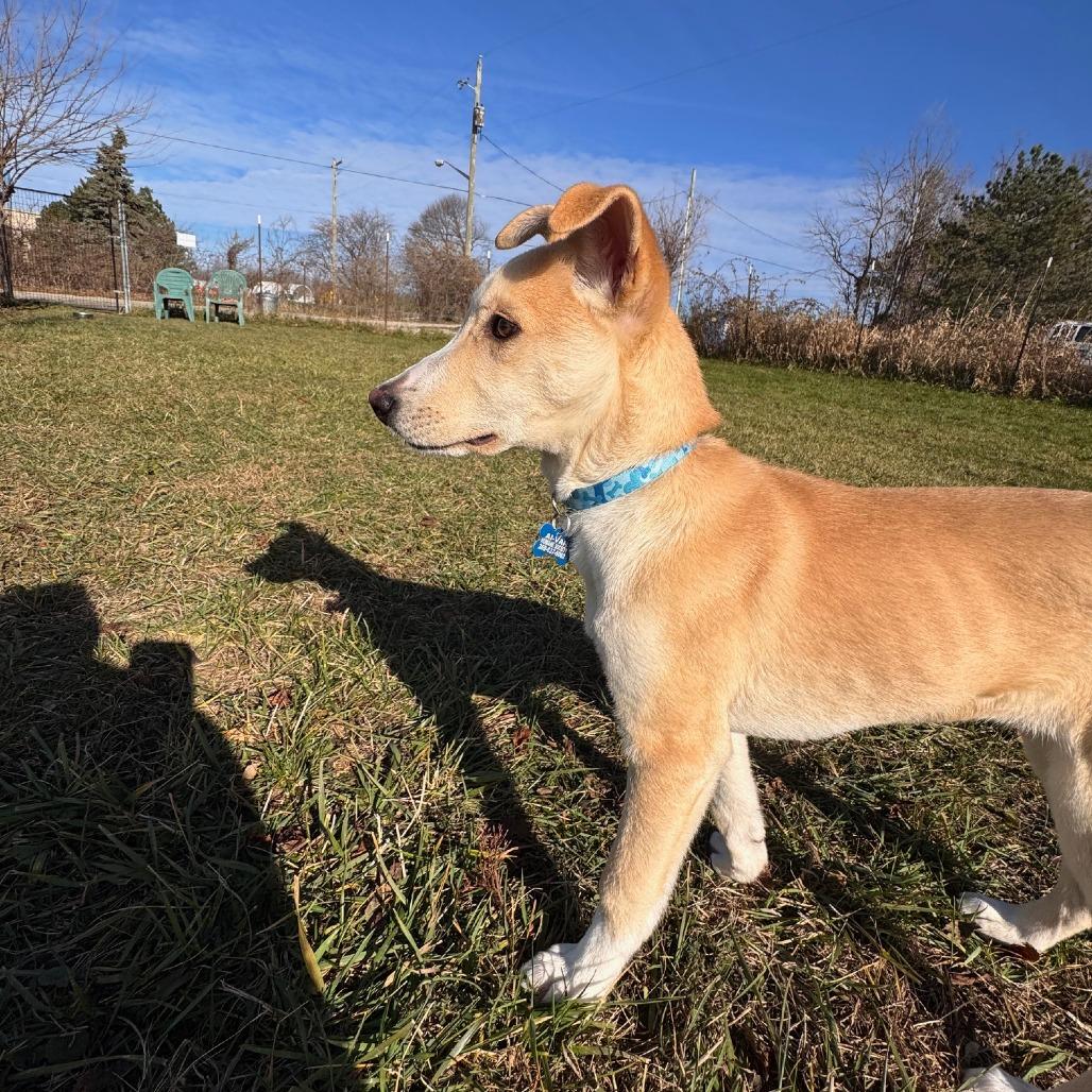 Malone, a Adoptable Mixed Breed in Rossville, GA image 3/6