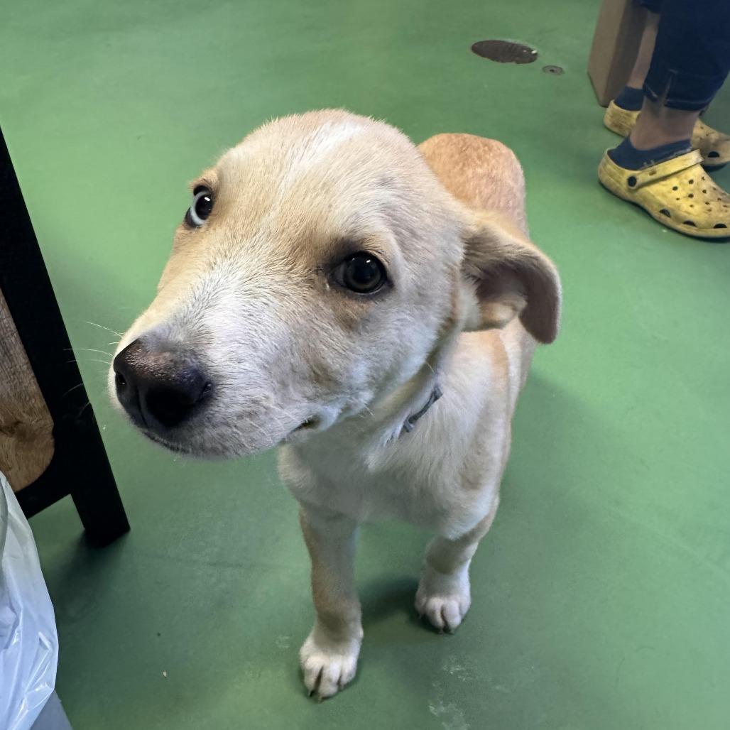 Malone, a Adoptable Mixed Breed in Rossville, GA image 4/6