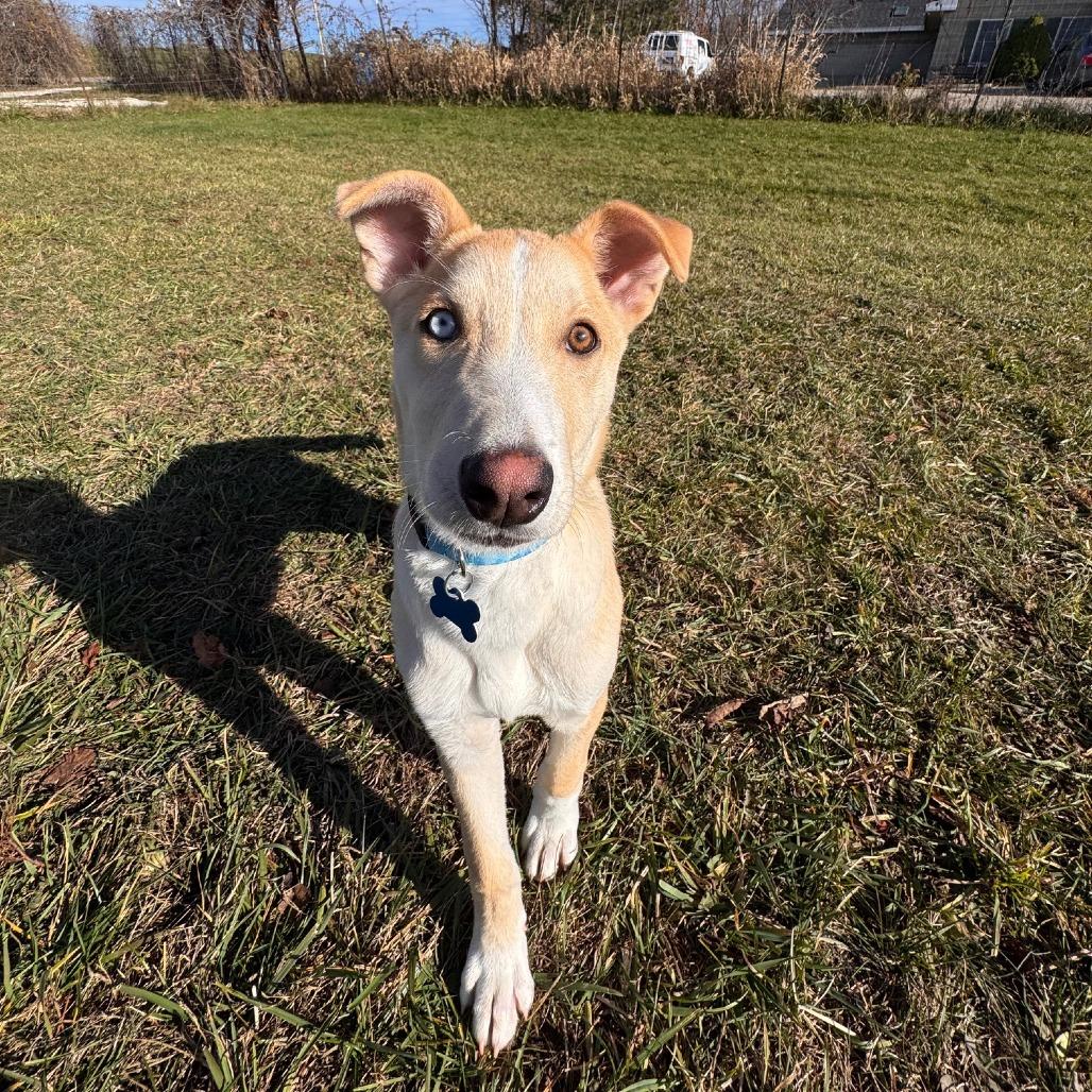 Malone, a Adoptable Mixed Breed in Rossville, GA image 5/6