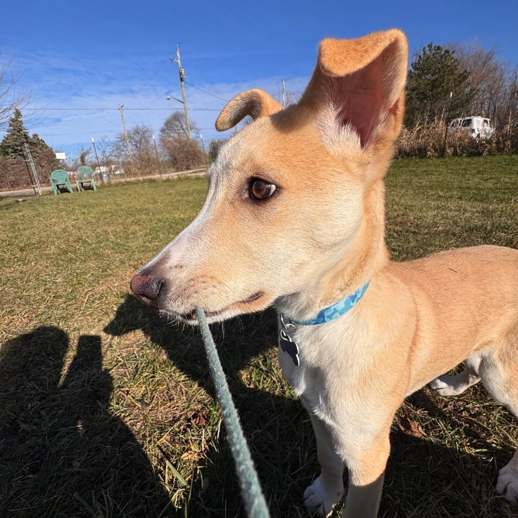 Malone, a Adoptable Mixed Breed in Rossville, GA image 6/6