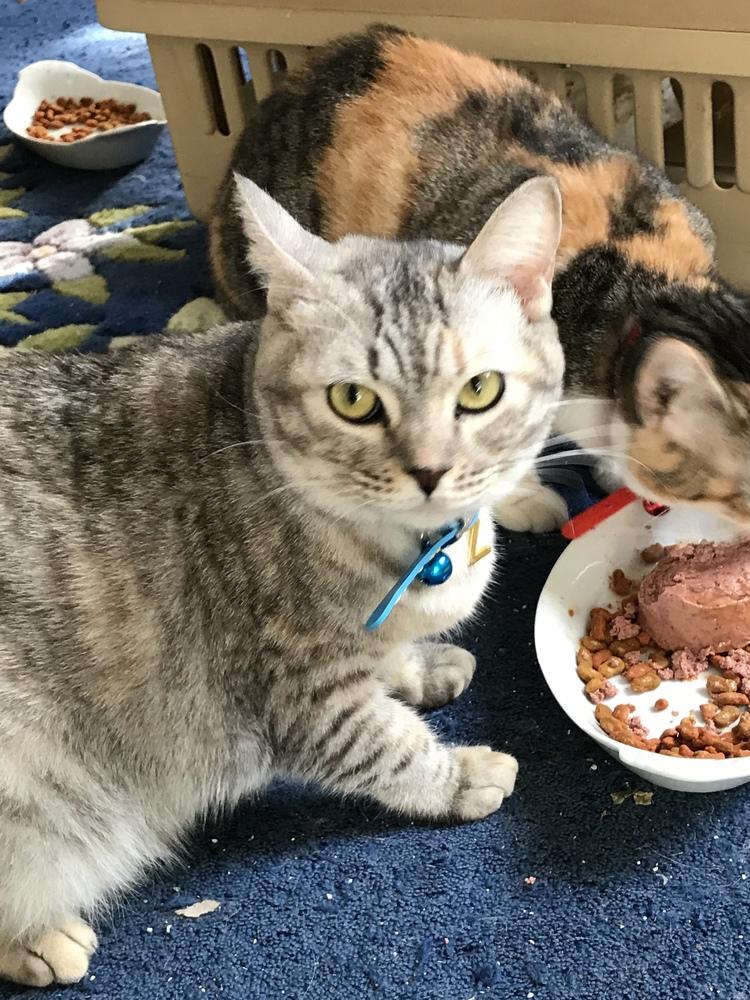 Zozo, Adopted, Young Female British Shorthair & Egyptian Mau.