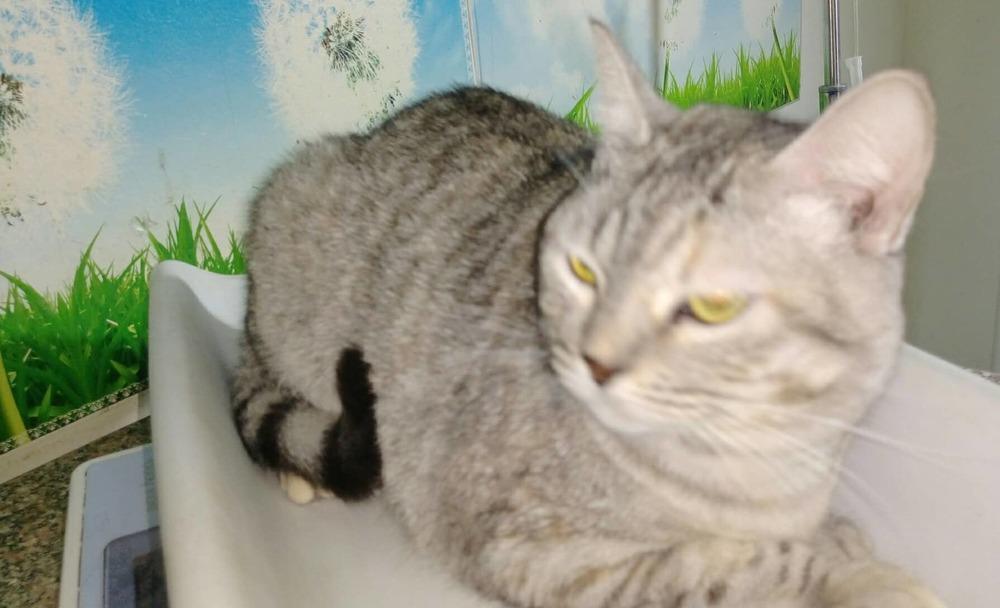 Enlarge Zozo, a Adopted mixed breed in WOLCOTT, CT image 2/6