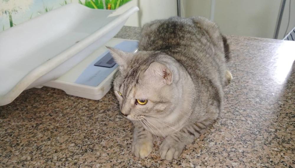 Enlarge Zozo, a Adopted mixed breed in WOLCOTT, CT image 3/6