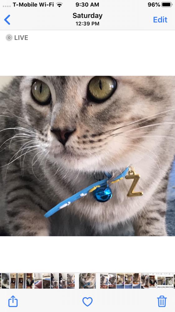 Enlarge Zozo, a Adopted mixed breed in WOLCOTT, CT image 4/6