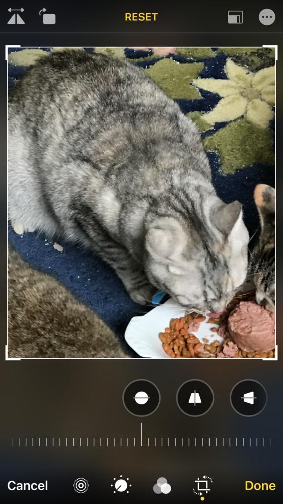 Enlarge Zozo, a Adopted mixed breed in WOLCOTT, CT image 5/6