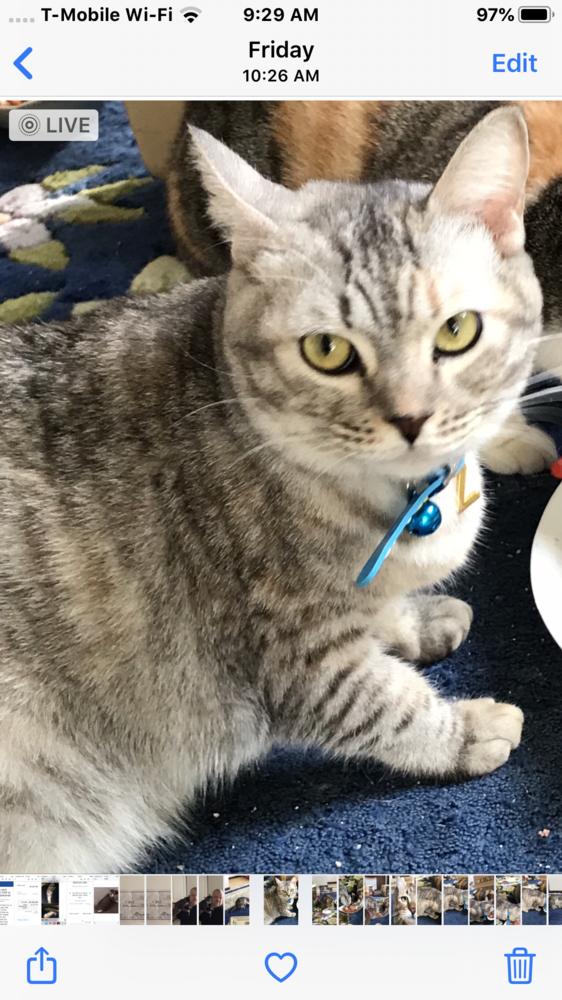 Enlarge Zozo, a Adopted mixed breed in WOLCOTT, CT image 6/6