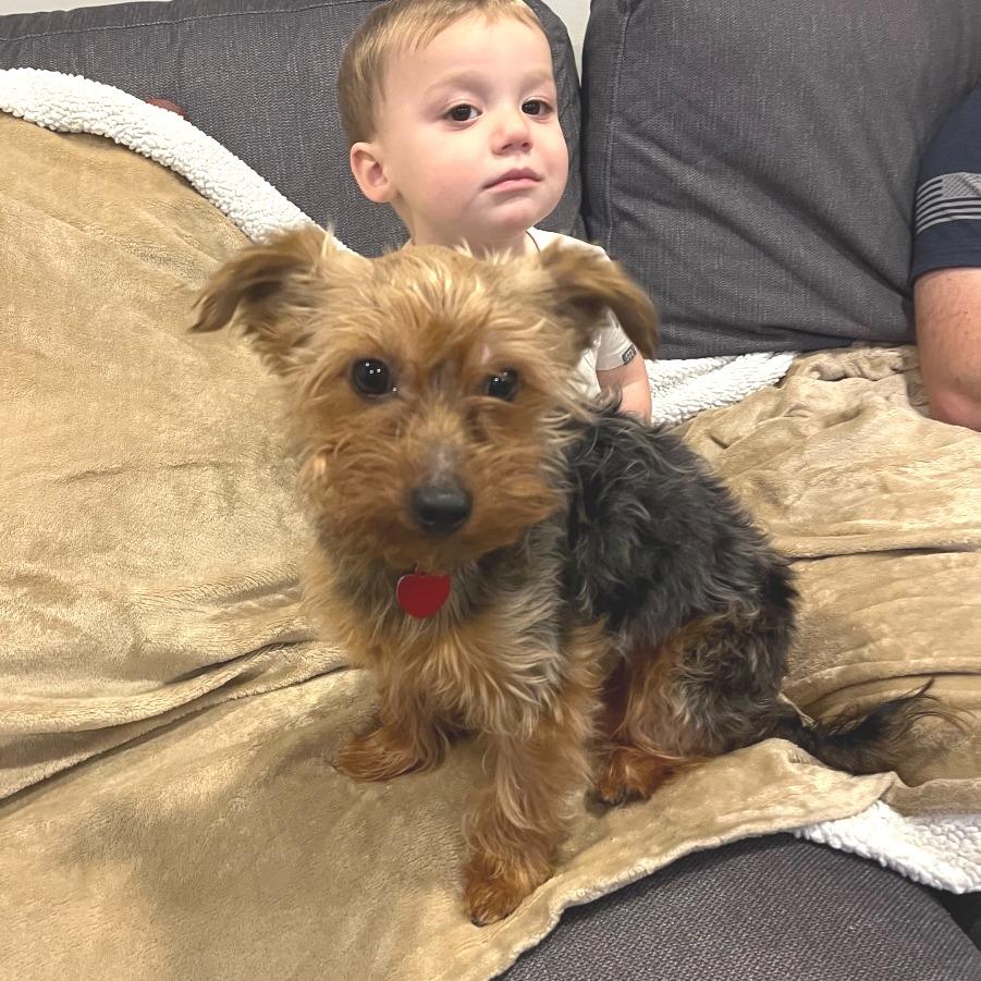 Enlarge CASCADE, a Adoptable Yorkshire Terrier in Berlin, NJ image 2/4