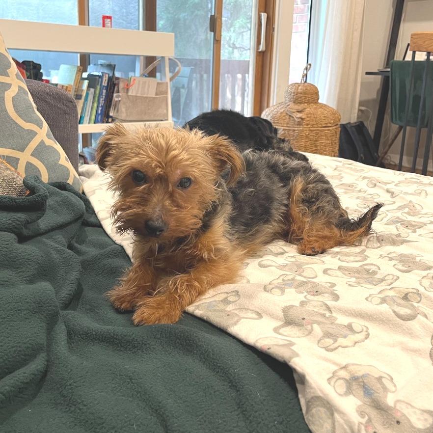 Enlarge CASCADE, a Adoptable Yorkshire Terrier in Berlin, NJ image 3/4