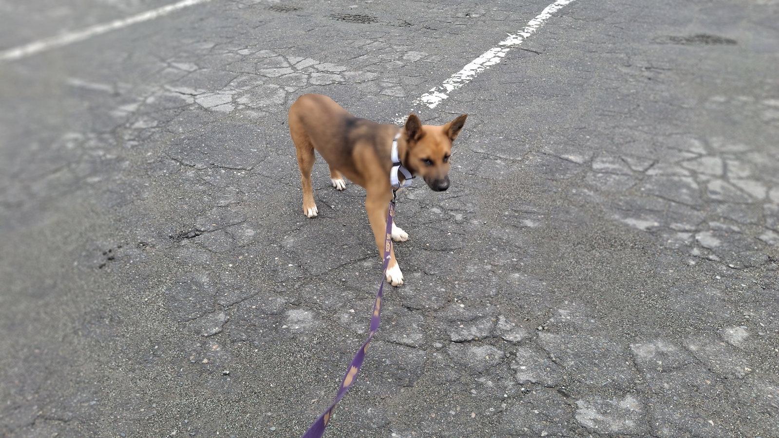 GARBO, Adoptable, Young Female German Shepherd Dog & Border Collie.
