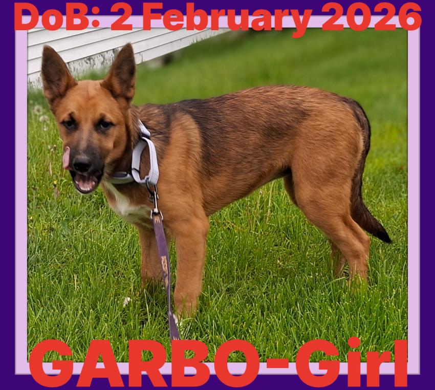Enlarge GARBO, a Adoptable mixed breed in Sebec, ME image 2/3