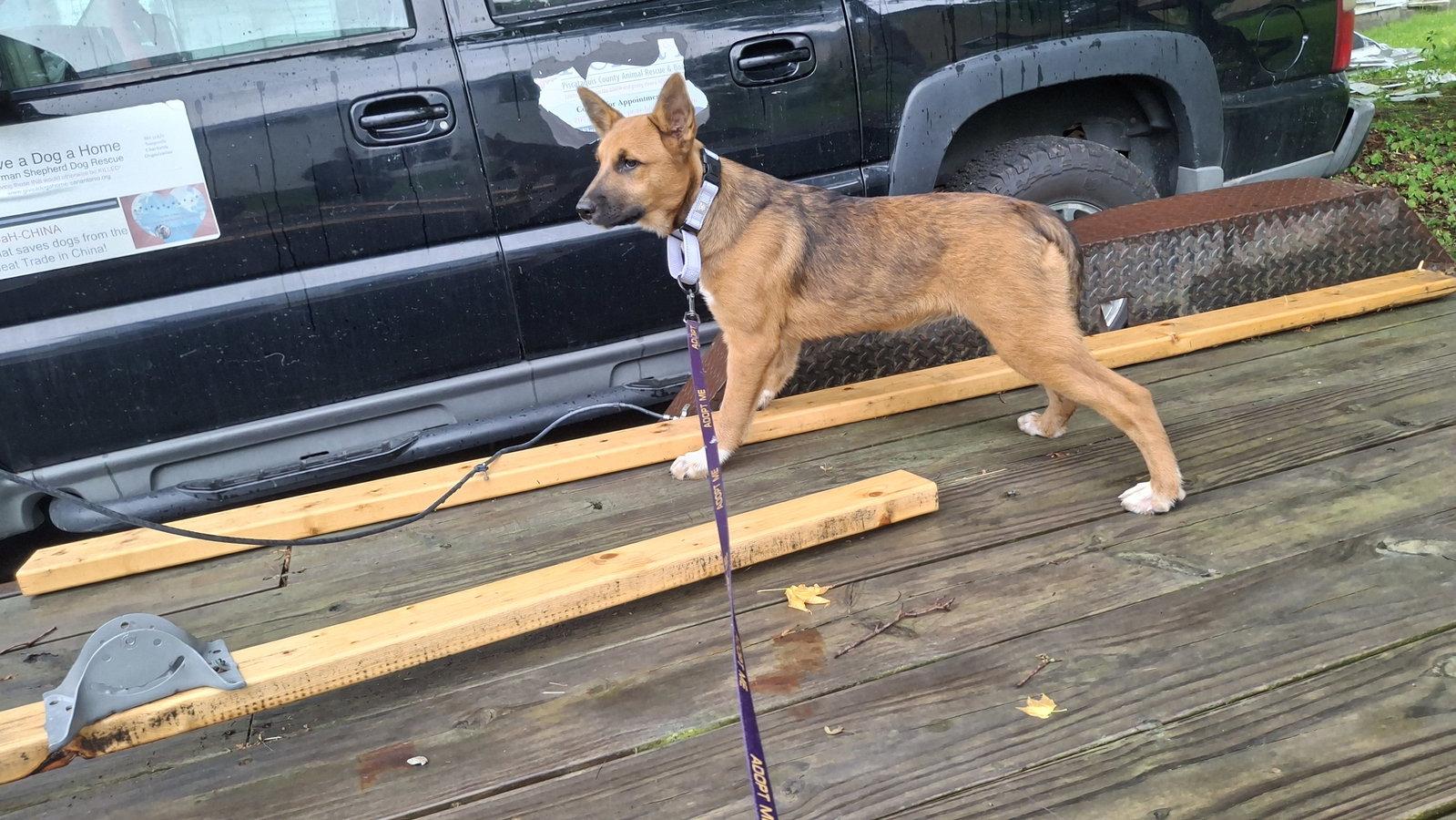 Enlarge GARBO, a Adoptable mixed breed in Sebec, ME image 3/3