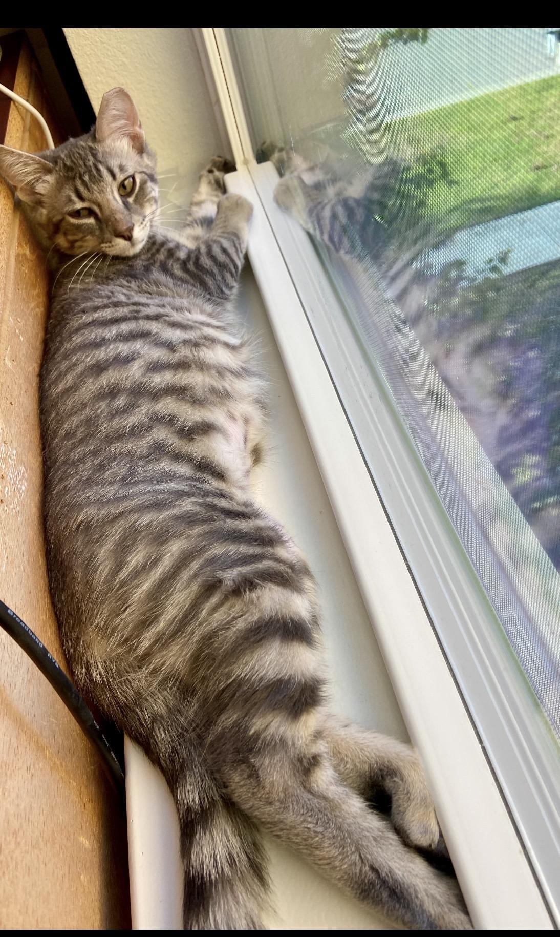 Abi Aires, a ADOPTABLE Domestic Short Hair in Austin, TX image 3/5