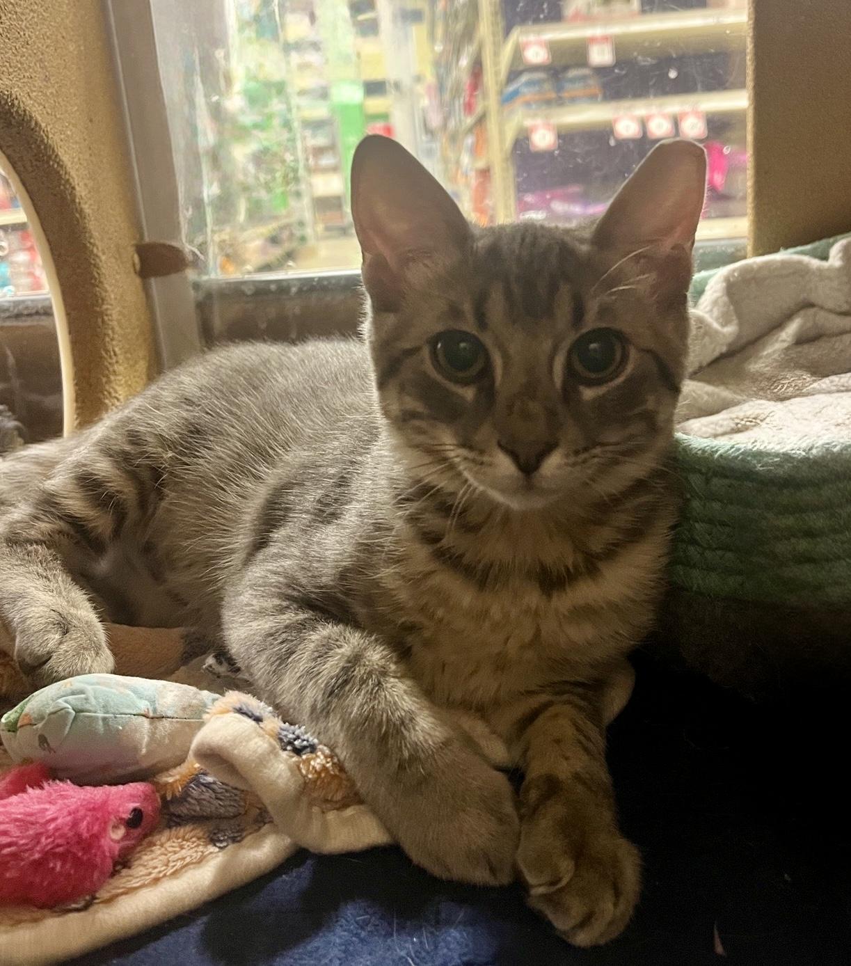 Abi Aires, a ADOPTABLE Domestic Short Hair in Austin, TX image 5/5