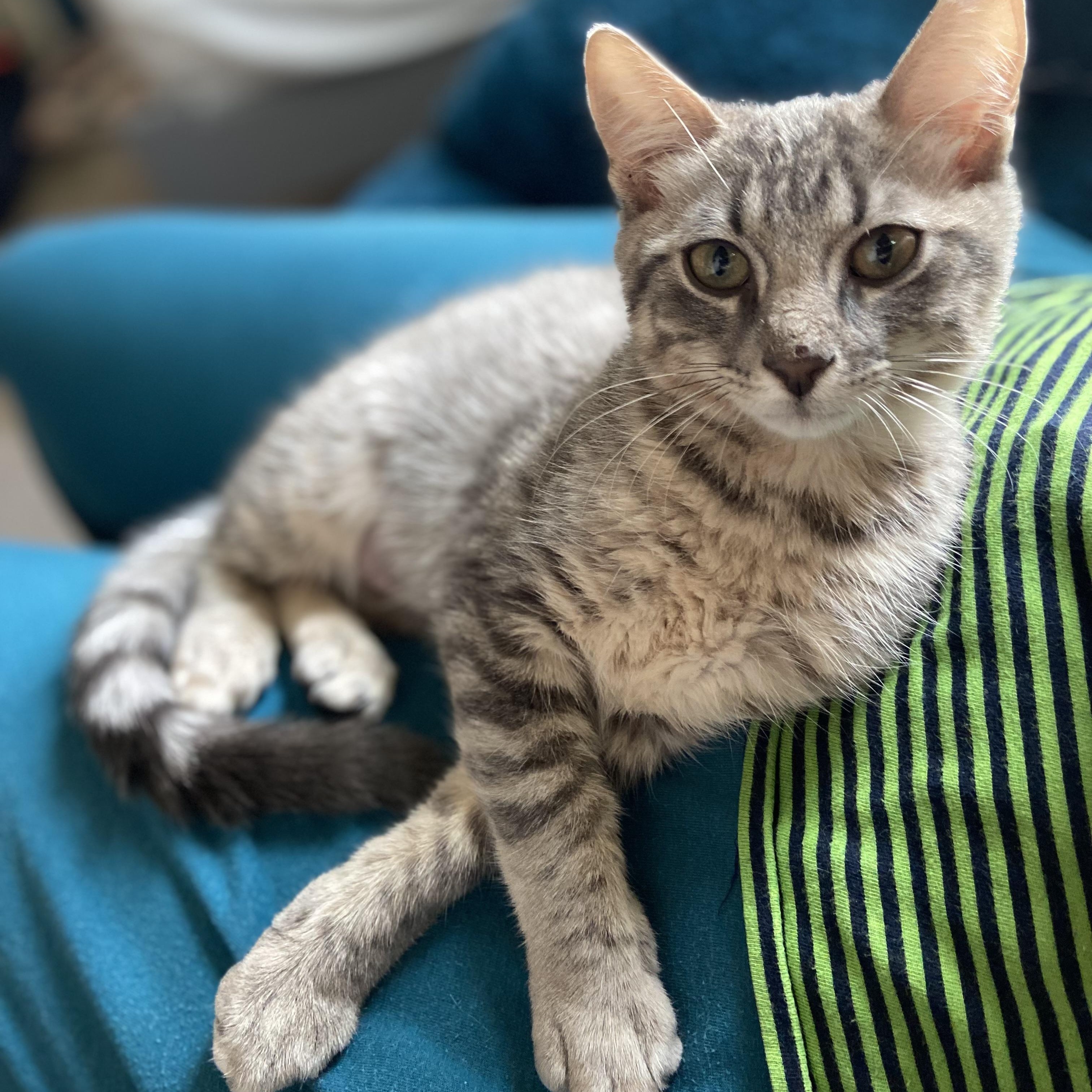 Abi Aires, a ADOPTABLE Domestic Short Hair in Austin, TX image 1/5