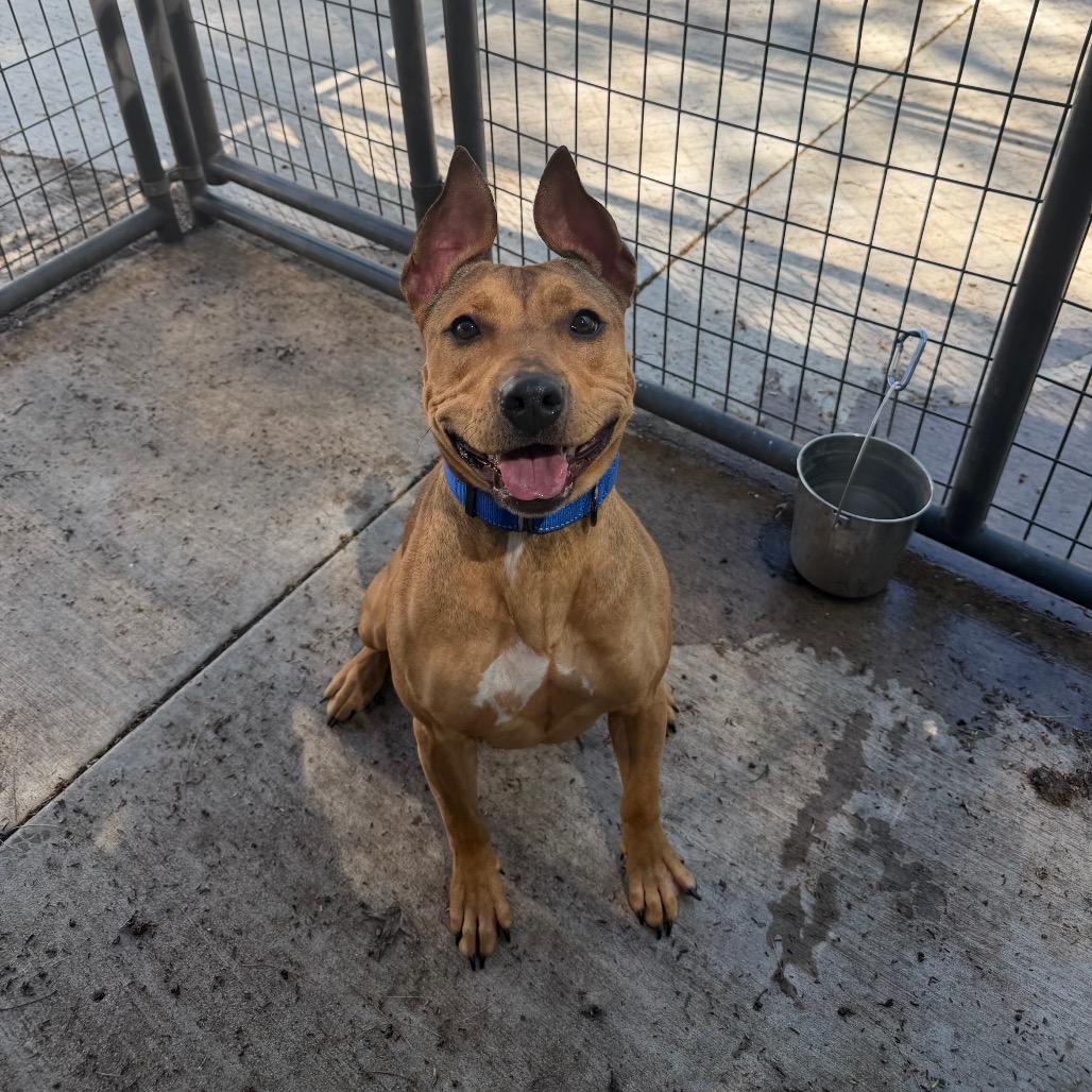 Piper, a Adoptable mixed breed in Hanna City, IL image 1/2