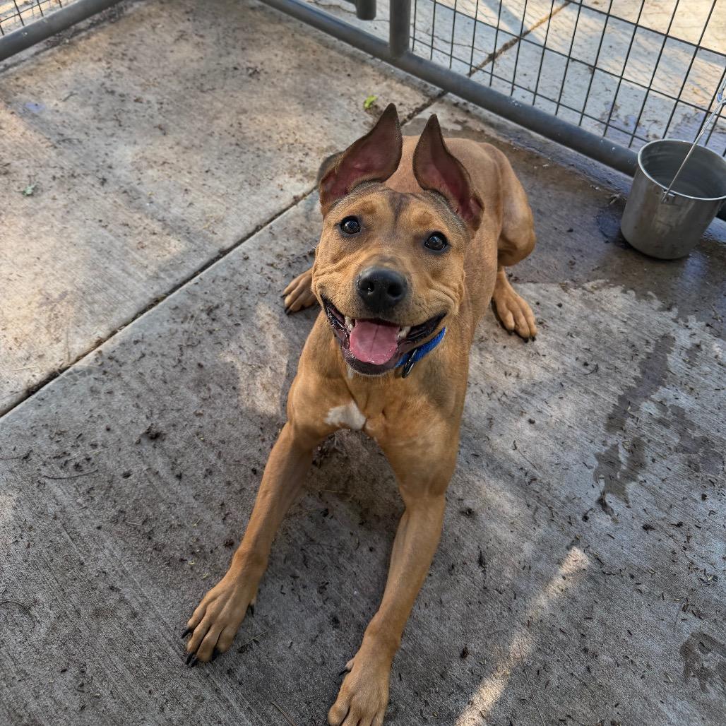 Piper, a Adoptable mixed breed in Hanna City, IL image 2/2