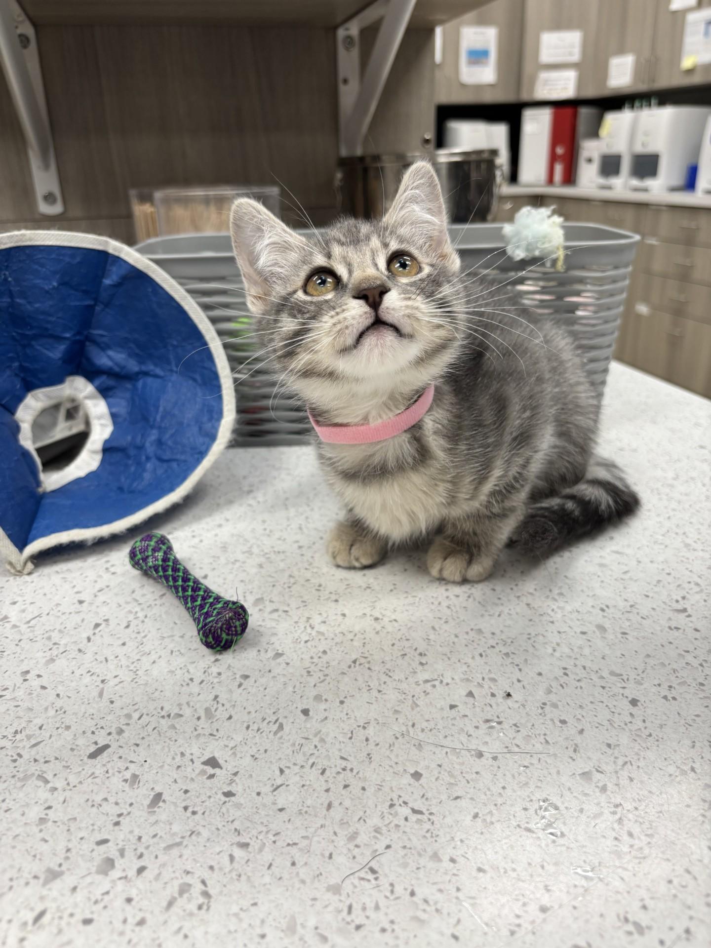 Enlarge Gillian, a Adoptable Domestic Short Hair in Yorkville, IL image 3/3