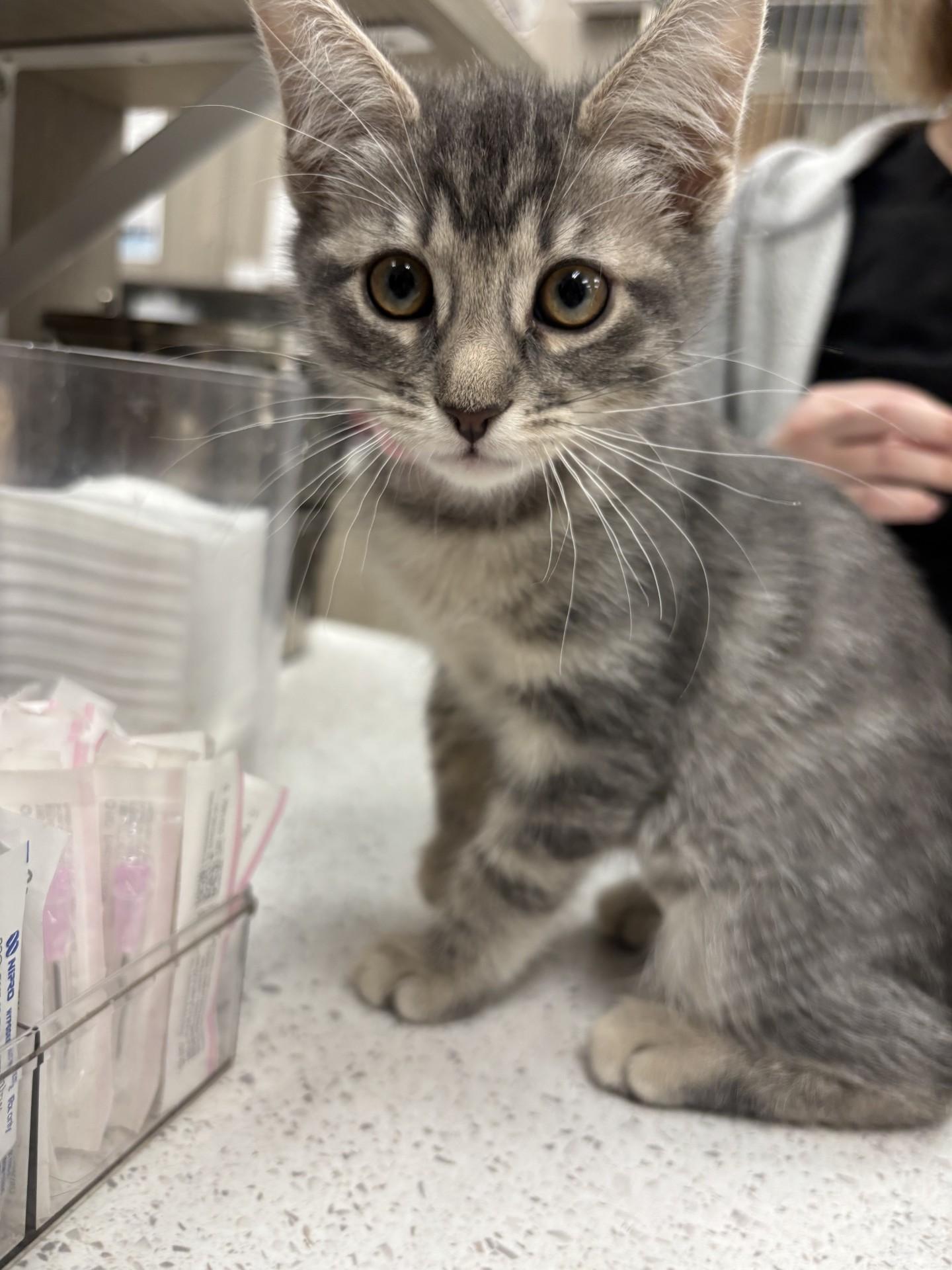 Enlarge Gillian, a Adoptable Domestic Short Hair in Yorkville, IL image 2/3