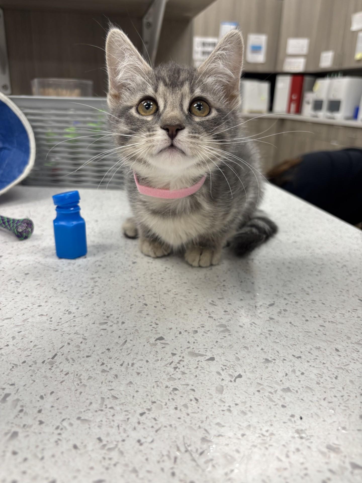 Gillian, Adoptable, Kitten Female Domestic Short Hair.