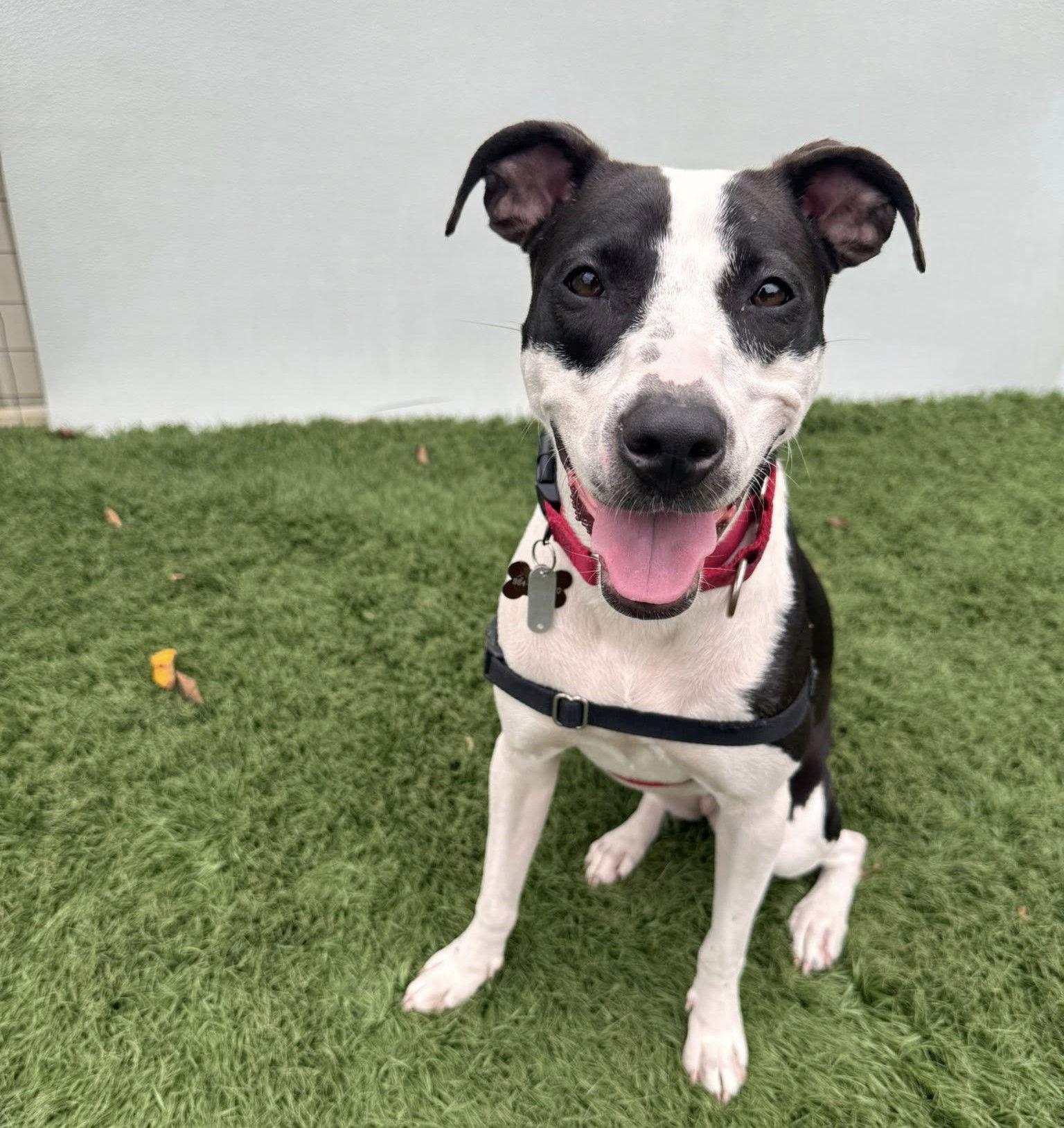 Wilhelmina, Adoptable, Young Female Mixed Breed.