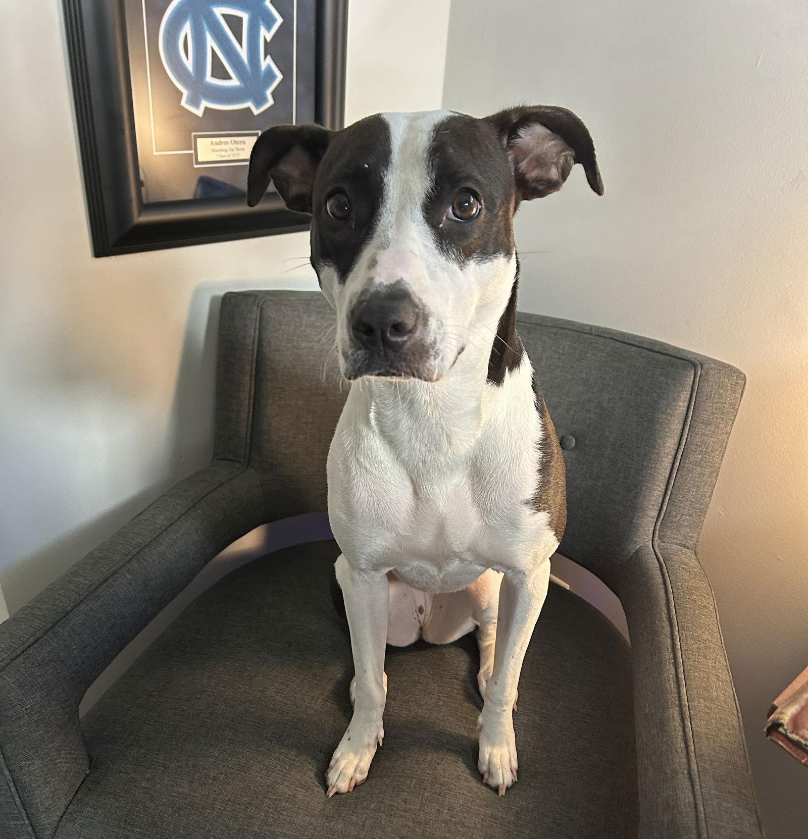 Enlarge Wilhelmina, a Adoptable Mixed Breed in Durham, NC image 3/3