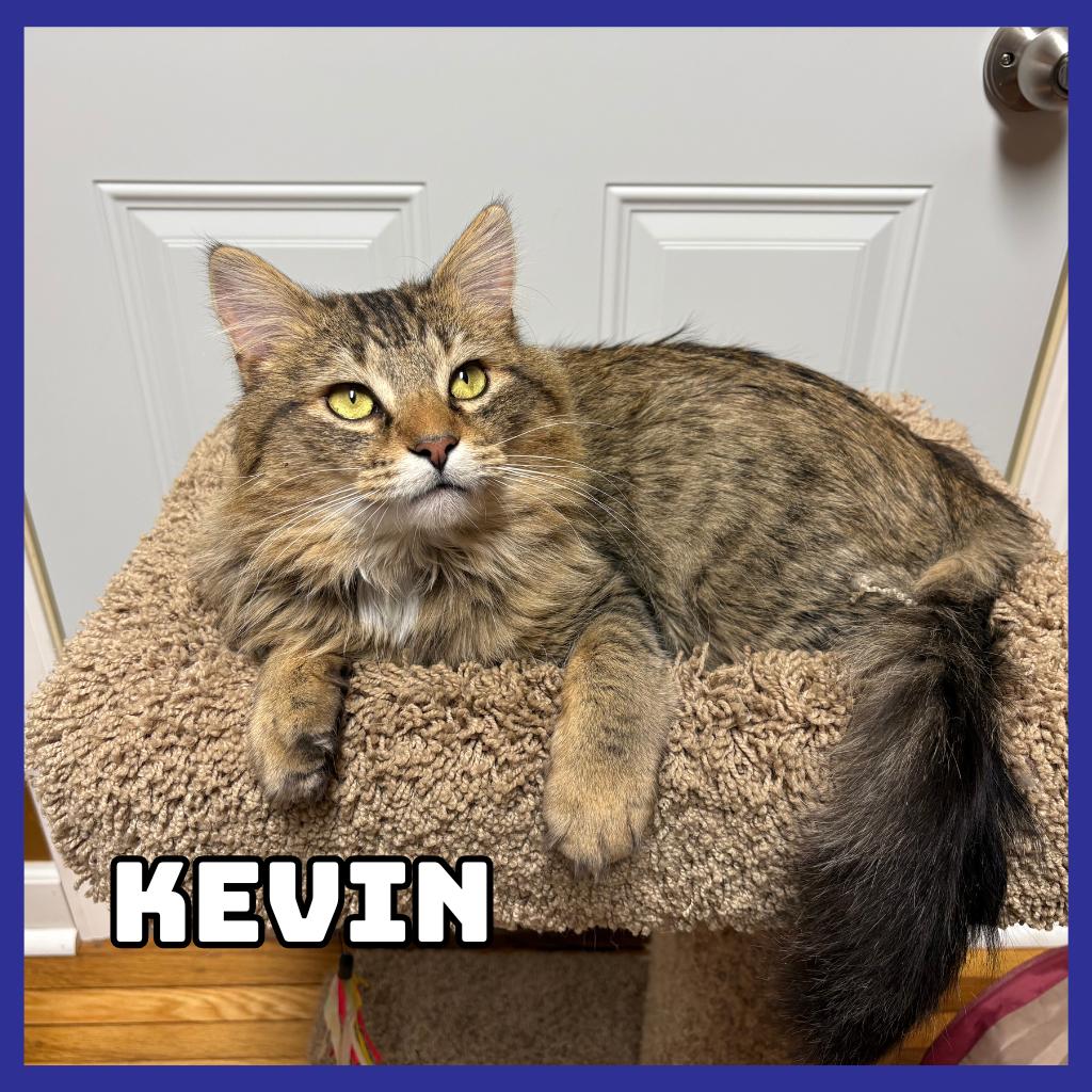 Enlarge Kevin, a Adoptable Domestic Long Hair in Glenwood, MN image 1/1