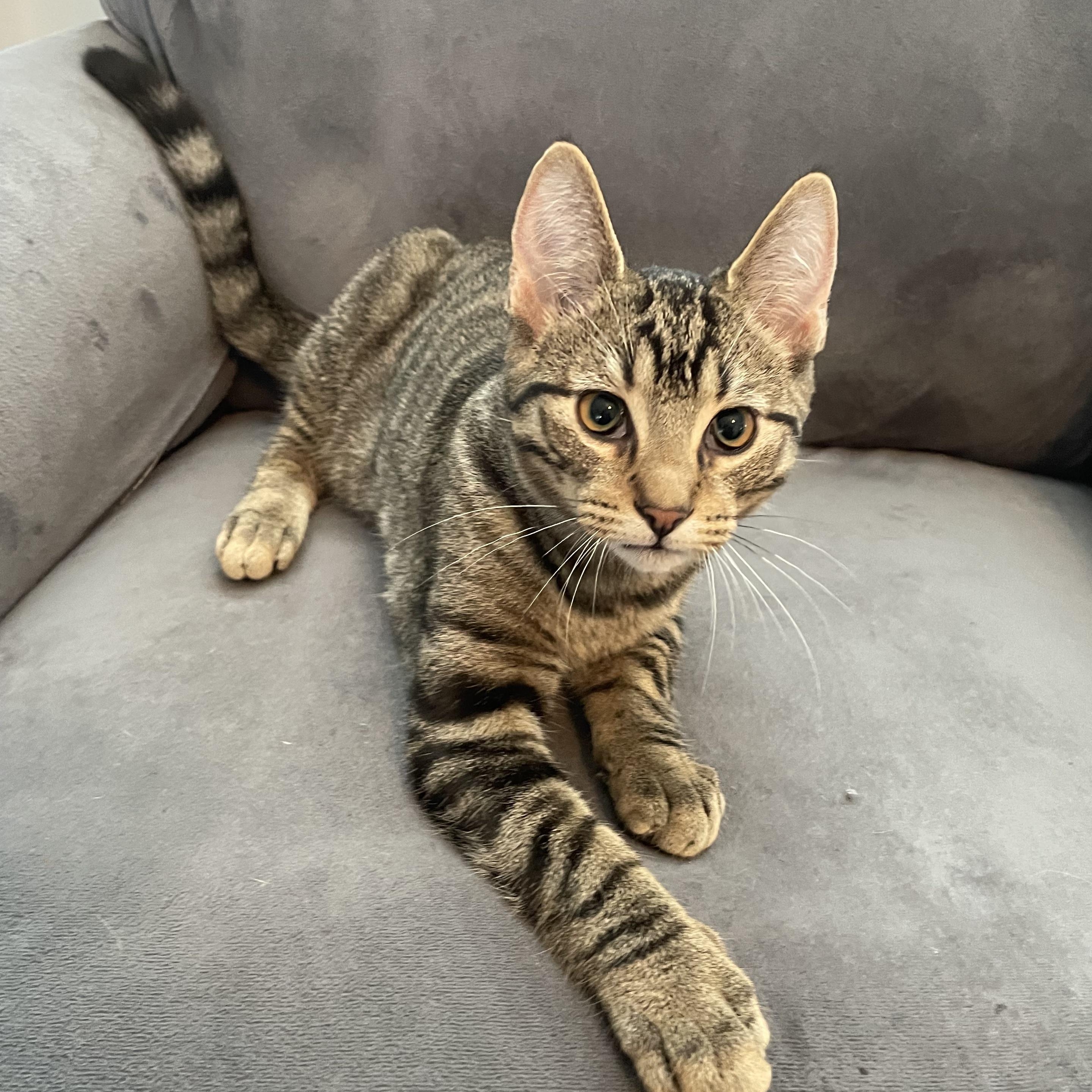 Enlarge Orbit, a ADOPTABLE Domestic Short Hair in Oswego, NY image 2/3