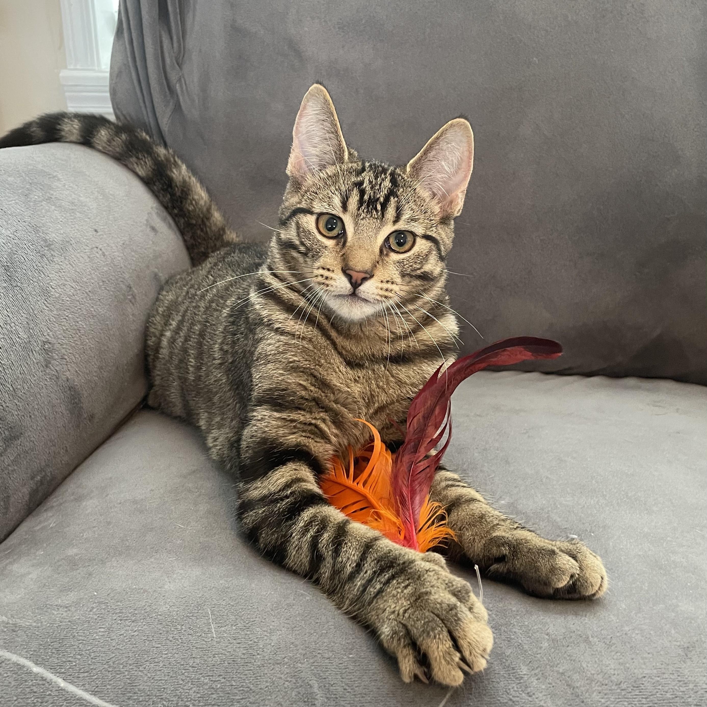 Enlarge Orbit, a ADOPTABLE Domestic Short Hair in Oswego, NY image 3/3