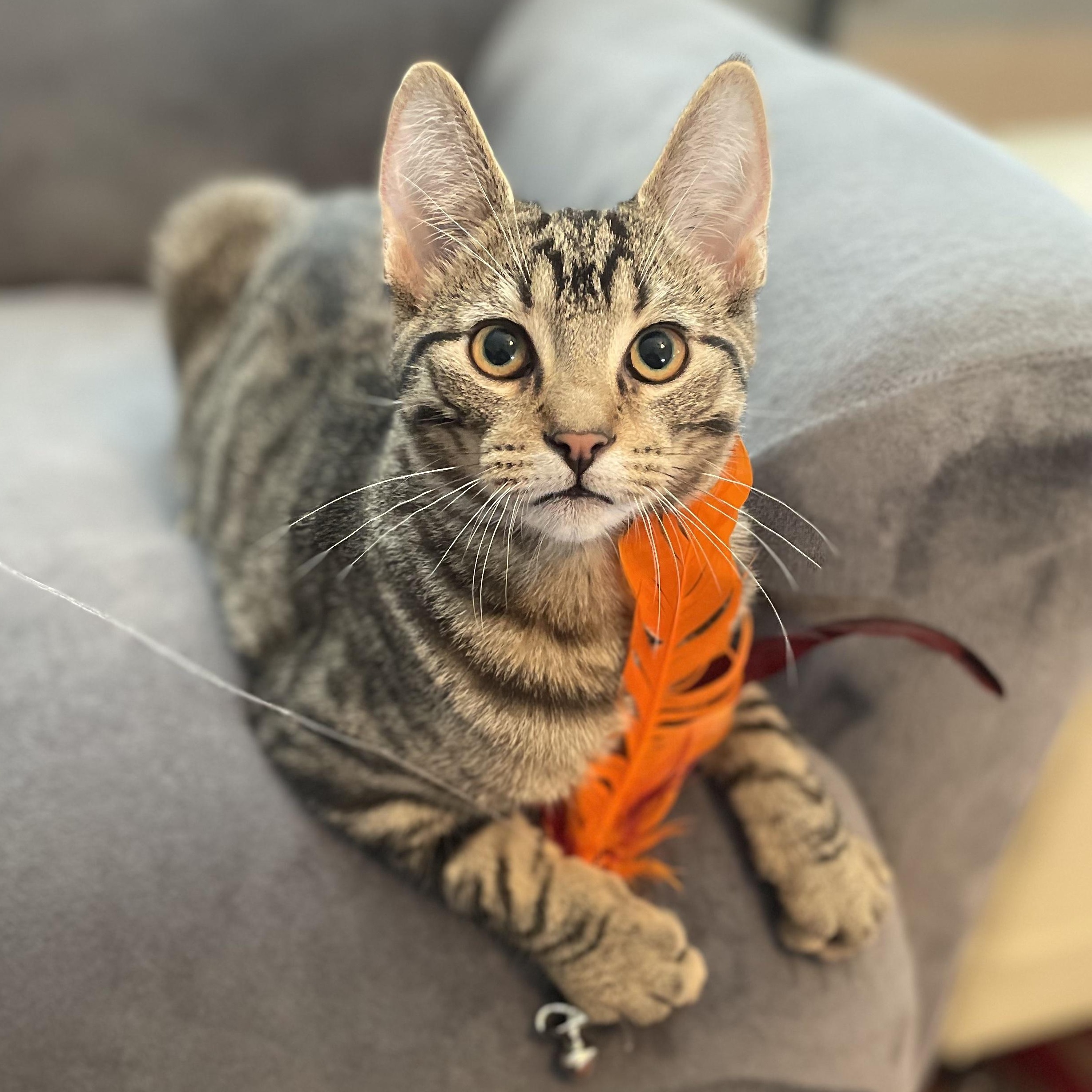 Orbit, ADOPTABLE, Kitten Male Domestic Short Hair.